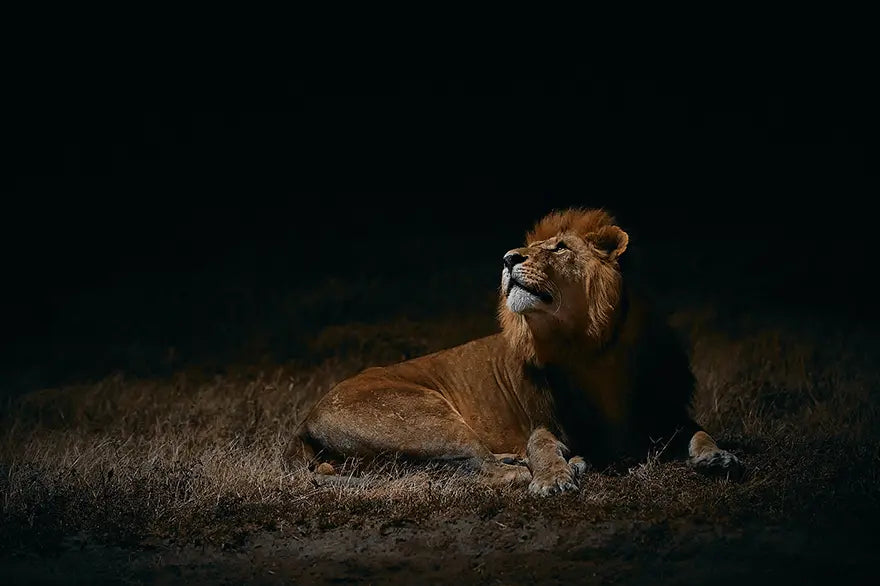 【Vol.15】 LION NIGHT カンヌ映画祭に出品が決定！