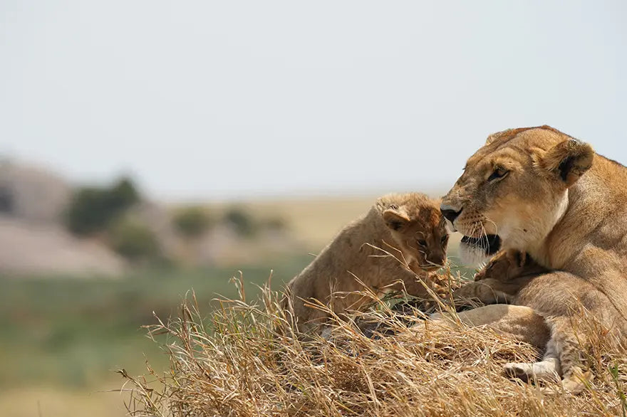 【Vol.54】クリスマス限定スイーツが解禁！リボンが結ぶ冬の物語。