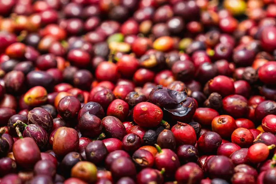 【Vol.63】「ゲイシャショック」とは？コーヒー1杯5000円はバブルなのか？